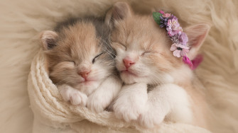 Cute Kitten Wallpaper