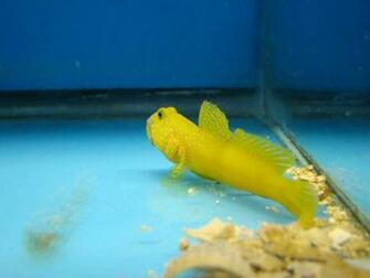 Watchman Goby Wallpaper High Quality