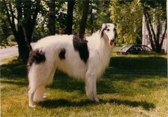 Lovely Borzoi Dog Photo And Wallpaper Beautiful