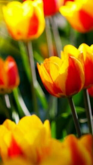 Tulips iPhone 5s Wallpaper iPad