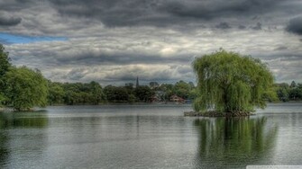 Weeping Willow Wallpaper