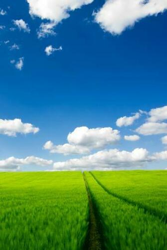 Summer Field Nature And Landscape Wallpaper For iPhone