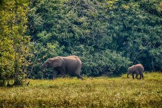 Congo Rainforest Wallpaper Imgkid The Image