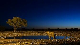 Animal HD Wallpaper Hebus Org High Definition