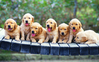 Puppy Wallpaper For Computer