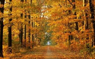 Nature Autumn Wallpaper