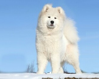 Samoyed Wallpaper