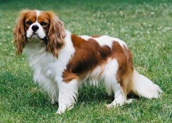 Cavalier King Charles Spaniel Wallpaper