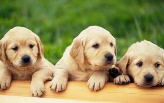 Labrador Puppies Wallpaper Nature