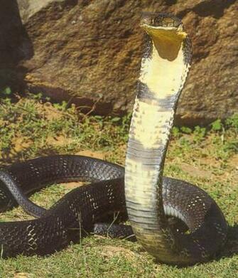 King Cobra Wallpaper