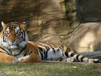 Fondo De Pantalla Tigre Esperando HD