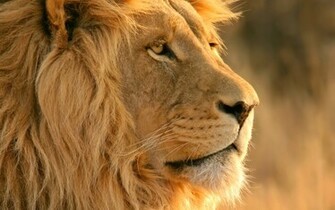 Lion Wallpaper HD
