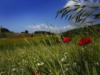Daisy Flower Landscape Wallpaper Urban Art