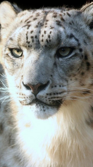 Animal iPhone Wallpaper