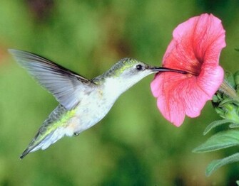 133387d1363924295 Hummingbird Wallpaper Image X