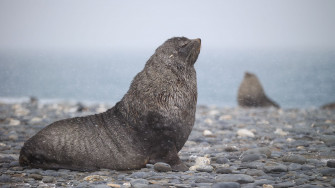 Southern Fur Seal Wallpaper