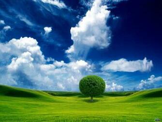 Beautiful Sky Tree Wallpaper O