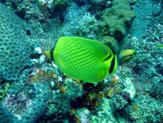 Beautiful Wallpaper For Desktop Fishes HD