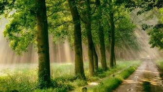 Forest Road Trees Grass Mist Path Rain Sunlight Nature