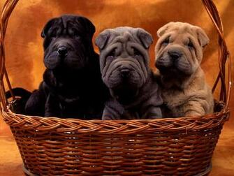 Desktop Wallpaper Gallery Animals Shar Pei Puppies