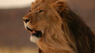 HD Great King Lion Wallpaper Screensavers Ventube