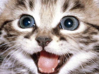 Cat Desktop Wallpaper