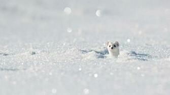 Stoat Jura Mountains Animals Cute