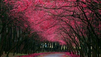 Pink Tree Wallpaper HD