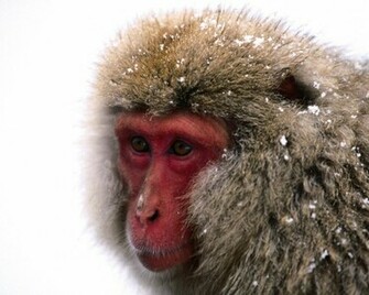 Monkeys Cute Monkey Pictures Animal Photos