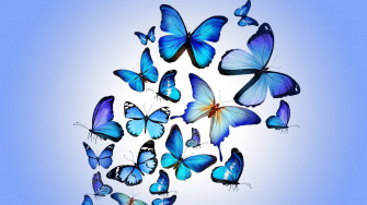 Blue Butterfly Aesthetic Wallpaper