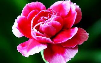 Mother Flower Carnations HD Wallpaper