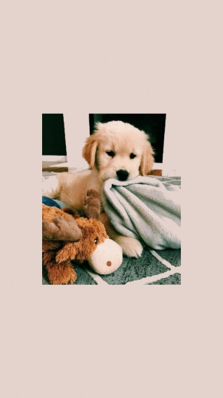 Wallpaper Goals Cute Dog iPhone