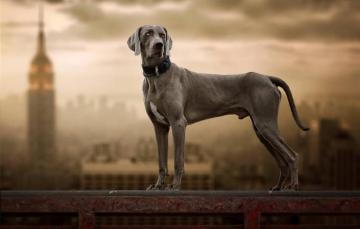 Wallpaper Background Dog The Weimaraner Image For Desktop
