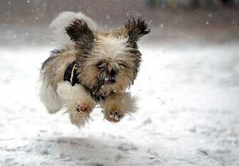 Cute Puppy Playing In Snow A Day