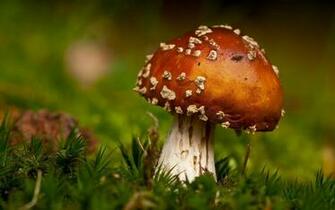 Forest Grass Mushroom Photography Wallpaper Plant