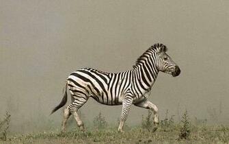 Wallpaper Zebra