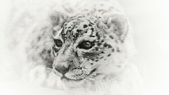 Mac Snow Leopard Desktop Wallpaper High Definition