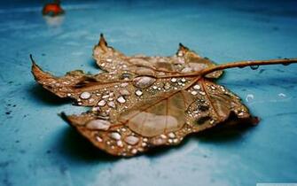 Wet Maple Leaf Retina Ready HD Macbook Pro Wallpaper