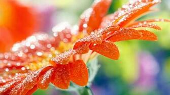 Beautiful Wallpaper Of Nature For Desktop