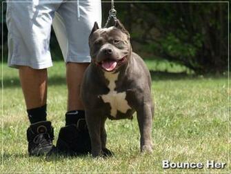 Blue Nose Pitbull Pictures Gator Mouth