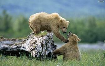 Bears Wallpaper Photo Desktop