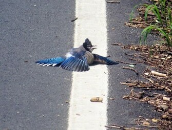 HD Desktop Wallpaper Blue Jay