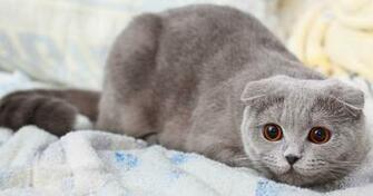 Cat Scottish Fold 4k Ultra HD Wallpaper