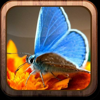 Amazon Magic Butterflies HD Live Wallpaper Appstore For Android
