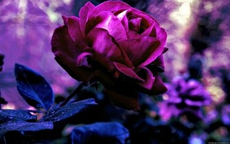 Flowers Rose