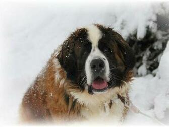 St Bernard Wallpaper
