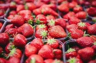 Many Strawberries Red Fruit Delicious Wallpaper Gallery