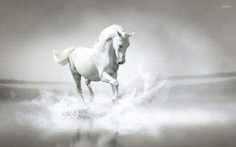 White Horse Wallpaper On