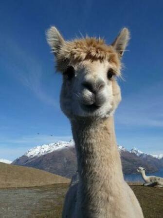 Cutest Llama Named Tina By Kfame24