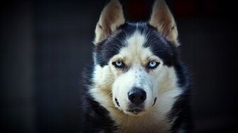 Siberian Husky Wallpaper